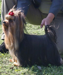 Cracker Of New Deal yorkshire terrier