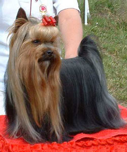 Free Styler Of New Deal yorkshire terrier