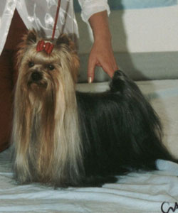 Ch. Lake Buena Vista Sazon yorkshire terrier