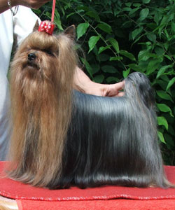 O'Brian Of New Deal yorkshire terrier