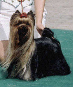 Phenomenal Witch Of New Deal yorkshire terrier