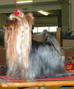 Ch. Rockefeller Du Domaine de Monderlay yorkshire terrier