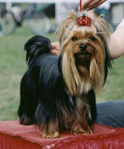 Slaider Of New Deal yorkshire terrier