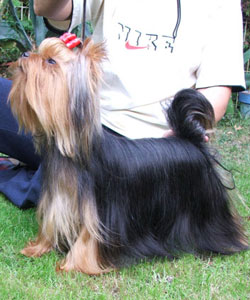 Starlit Of New Deal yorkshire terrier