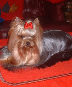 Step by Step Of New Deal yorkshire terrier