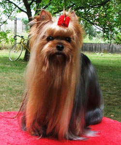 Thunderflash Of New Deal yorkshire terrier