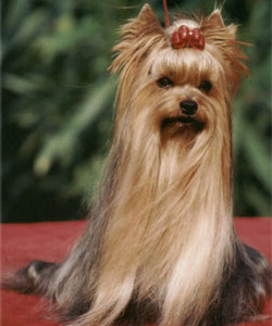 Twyster Of New Deal yorkshire terrier