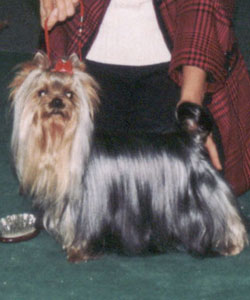 Yahoo Of New Deal yorkshire terrier