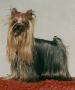 Zuglómenti-Ezüst Aramis yorkshire terrier