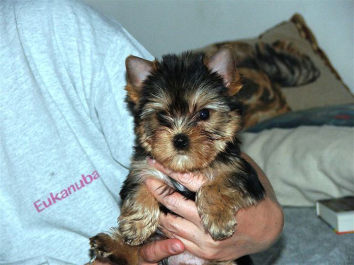 yorkshire terrier kiskutyák