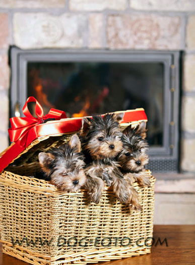 yorkshire terrier kiskutyák