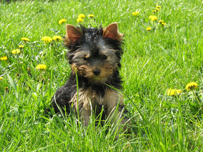 yorkshire terrier kiskutyák