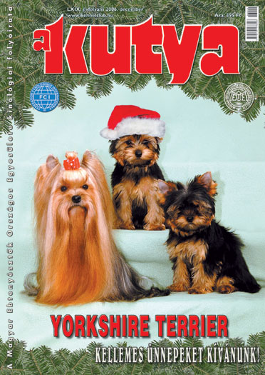 yorkshire terrier kiskutyák