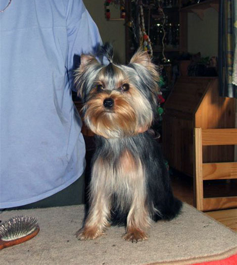 yorkshire terrier kiskutyák