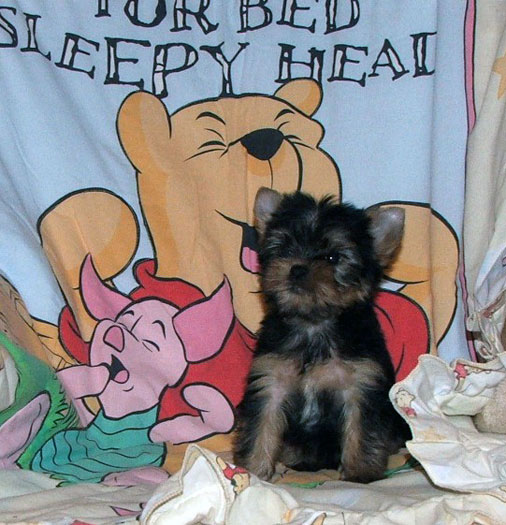 yorkshire terrier kiskutyák